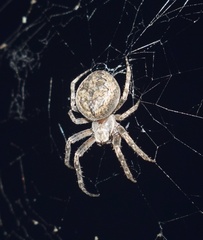 Larinioides ixobolus