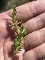 Lysimachia maritima