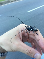 Anoplophora macularia