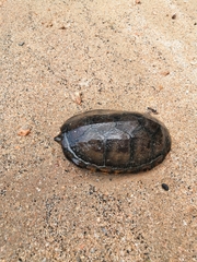 Kinosternon chimalhuaca