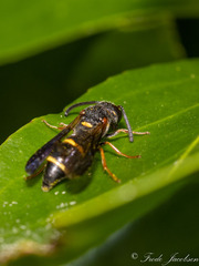 Parancistrocerus histrio