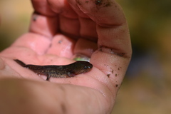 Ambystoma talpoideum