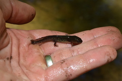 Ambystoma talpoideum