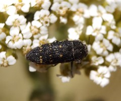 Acmaeoderella flavofasciata flavofasciata