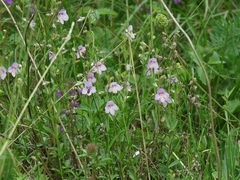 Veronica fruticulosa