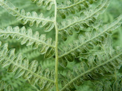 Cryptomycina pteridis