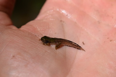Pseudacris crucifer