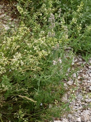 Nepeta nepetella