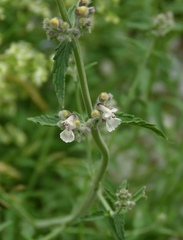 Nepeta nepetella