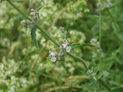 Nepeta nepetella