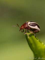 Zygogramma suturalis