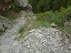 Astragalus sempervirens