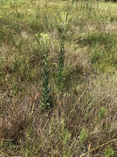 Arnoglossum ovatum, photograph 4