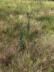 Dan Johnson, CC BY, iNaturalist via GBIF Arnoglossum ovatum, photograph Dan Johnson, CC BY, iNaturalist via GBIF