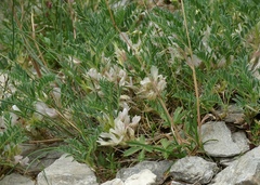 Astragalus sempervirens