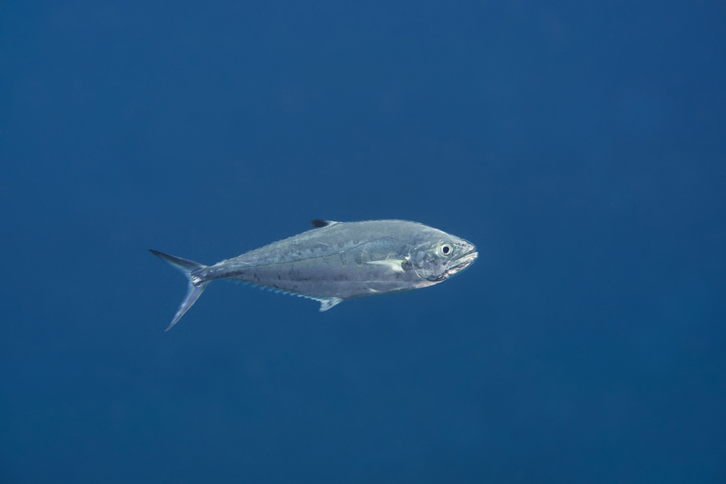 Blacktip leatherskin (Scomberoides lysan) — Carangidae