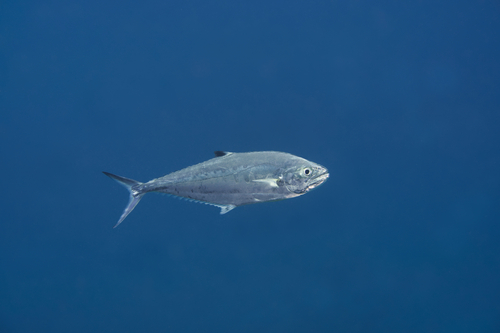Blacktip leatherskin (Scomberoides lysan) — Carangidae