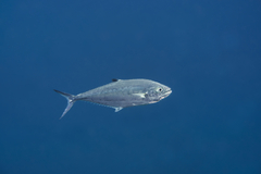 Scomberoides lysan