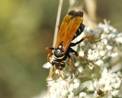 Parabatozonus lacerticida