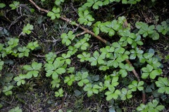 Rubus pedatus