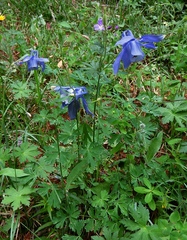 Aquilegia alpina