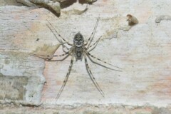 Drapetisca alteranda