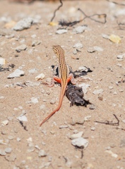 Acanthodactylus erythrurus