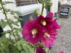 Alcea rosea