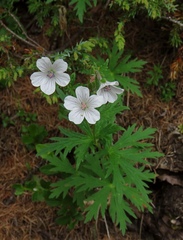 Geranium rivulare