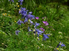 Aquilegia alpina