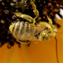 Melissodes agilis