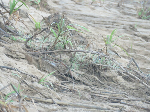 Little Ground Tyrant (Syrtidicola fluviatilis), photo 9