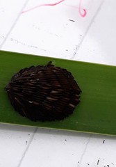 Hybomitra bimaculata