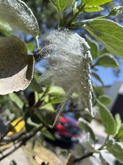 Maconellicoccus hirsutus