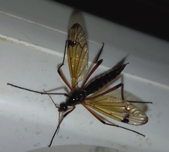 Dictenidia