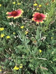 Gaillardia pulchella
