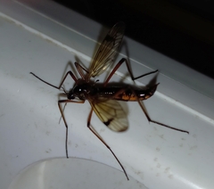 Dictenidia