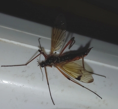Dictenidia