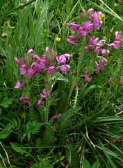 Pedicularis gyroflexa