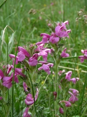 Pedicularis gyroflexa