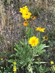 Coreopsis lanceolata