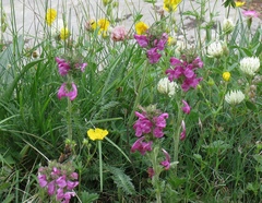 Pedicularis gyroflexa