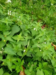 Lamium album