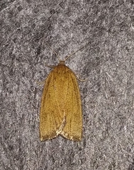 Aphelia viburnana