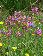 Pedicularis gyroflexa