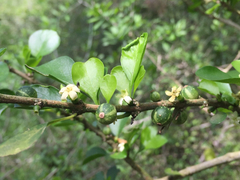 Randia obcordata