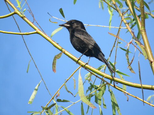 Hudson's Black Tyrant (Knipolegus hudsoni), photo 7