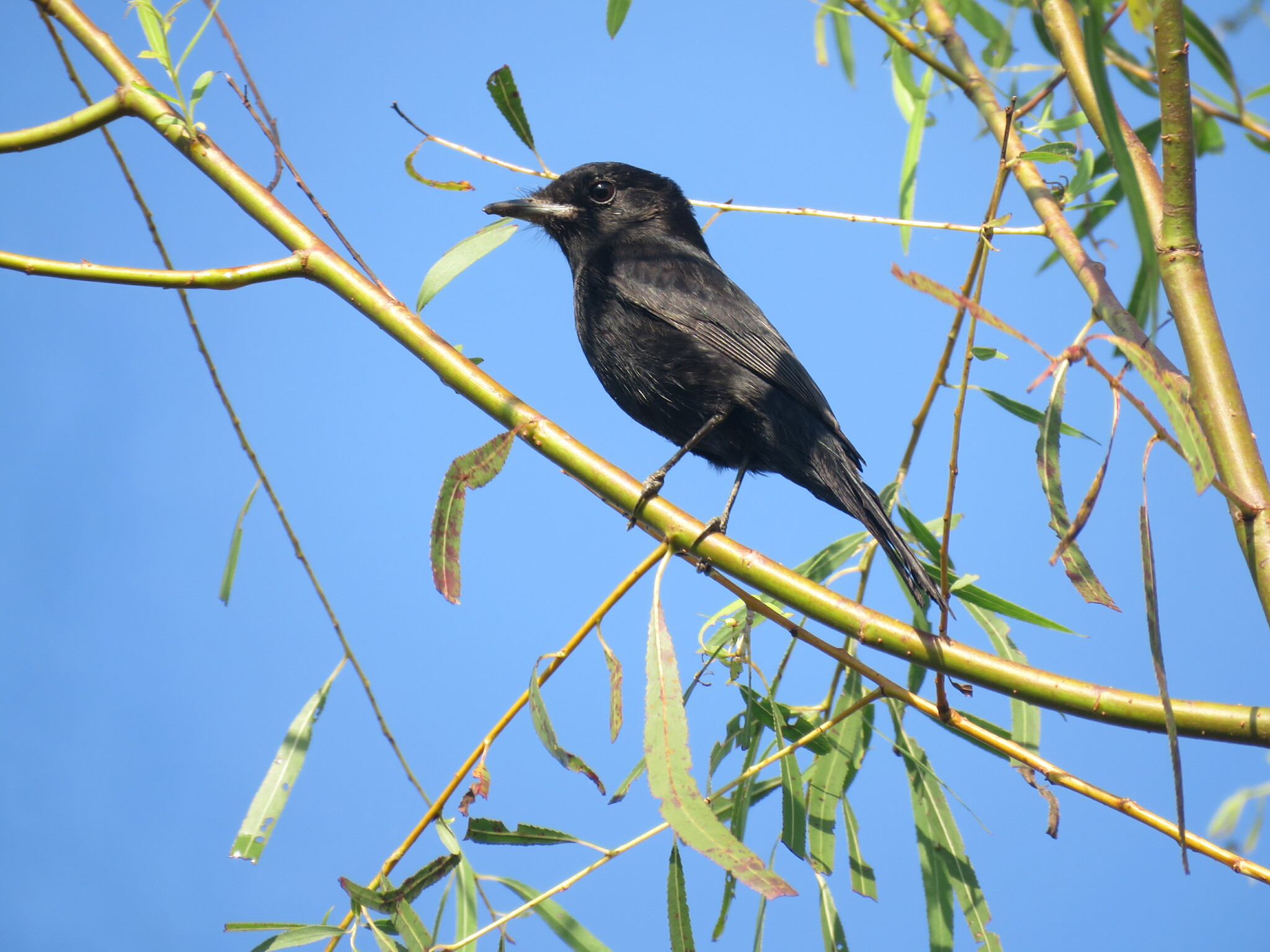 Hudson's Black Tyrant (Knipolegus hudsoni), photo 8