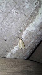 Loxostege turbidalis