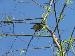 Knipolegus hudsoni